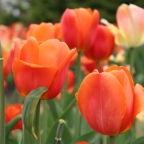 46. Ottawa tulip festival